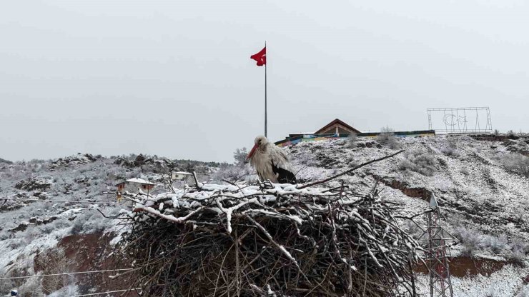 Leyleklere kar sürprizi