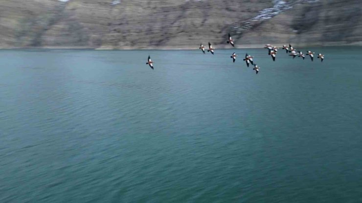 Angıt kuşları, Tortum Gölünü mesken tuttu
