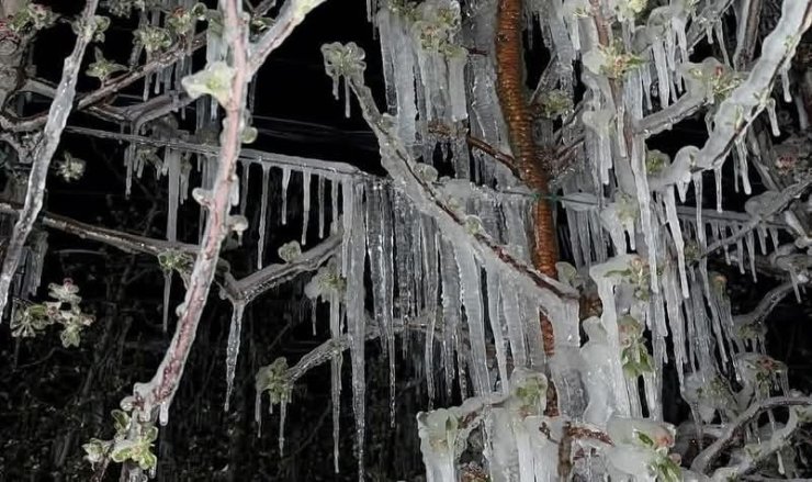 Kayseri’nin ilçelerini don vurdu