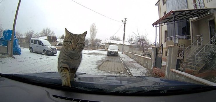 Sevimli kedi araç kamerasında