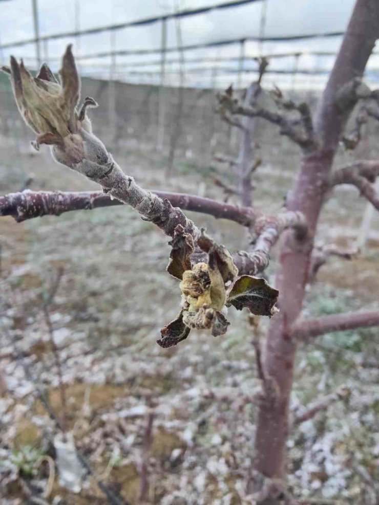 Zirai don mağduru üreticilerin bahçelerinde inceleme başlatıldı