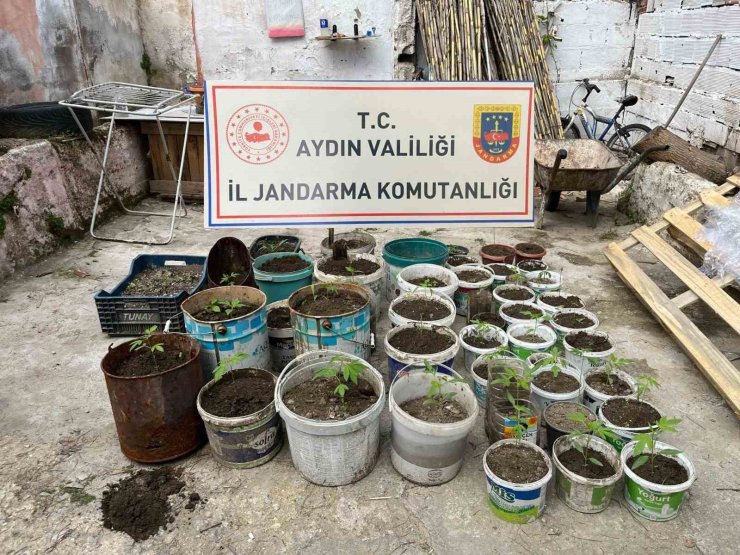 Saksıya ektiği 82 kenevir ile yakalandı
