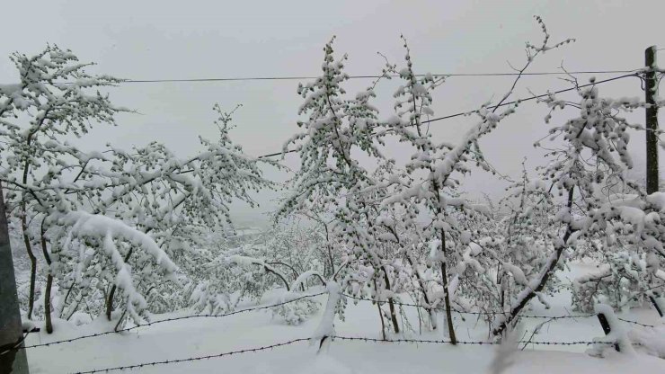 Ordu’da fındığı don vurdu: Rekolte yüzde 50’nin altına düşebilir