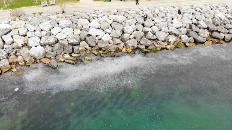 Moda Sahili’ni denizanası bastı: Dron ile böyle görüntülendi