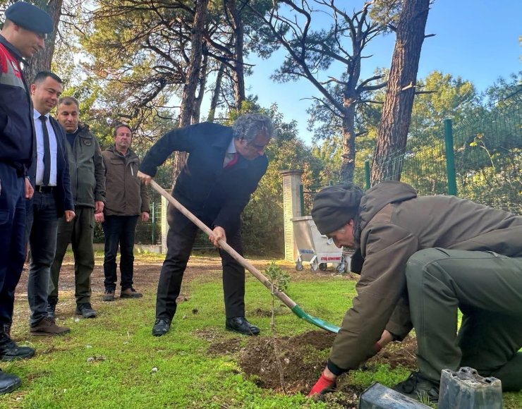 Kaymakam Keklik’ten sakız ağacı fidanlarına bahar bakımı