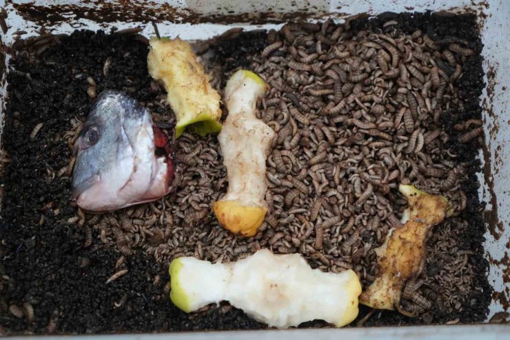 Atıkla beslenen böcek: Tarımda yeni dönem başlayabilir