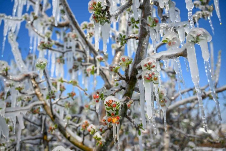 30 yılın en büyük zirai don felaketi Develi’yi de vurdu