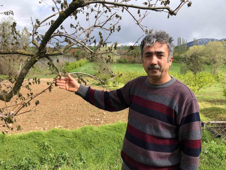 65 dekarlık bahçesindeki ağaçları zarar gören Amasyalı çiftçi: "Ürünlerimiz dondu, hayallerimiz kayboldu"