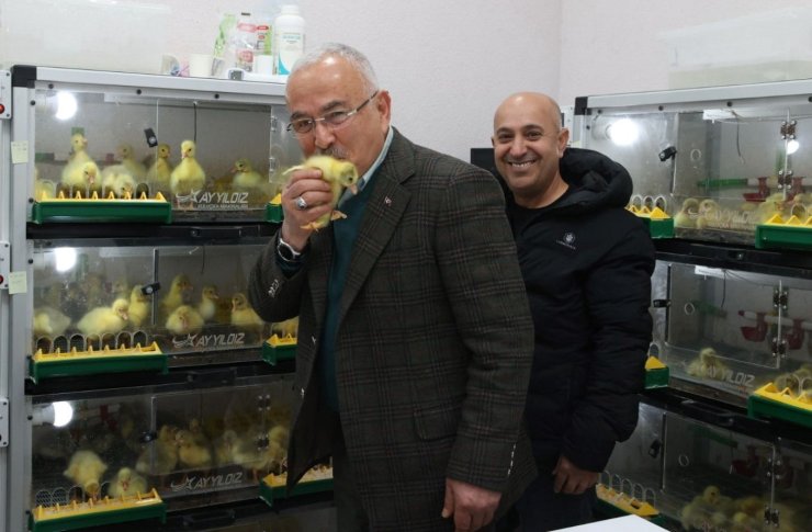 Başkan Güler: "Kaz kuluçkahanesinde yıllık 10 bin civciv üretimi yapmayı hedefliyoruz"