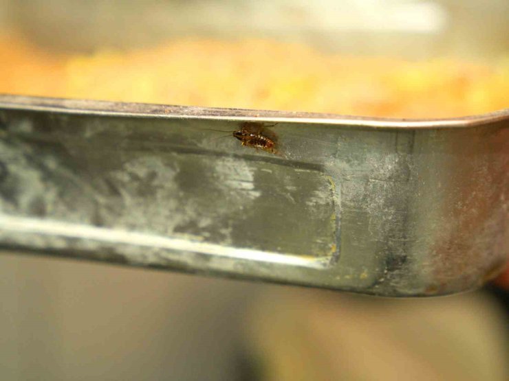 Mide bulandıran görüntüye 105 bin TL ceza