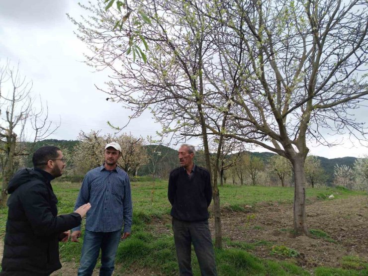 Gölpazarı’nda fenolojik gözlemler ve don riskine karşı önlemler