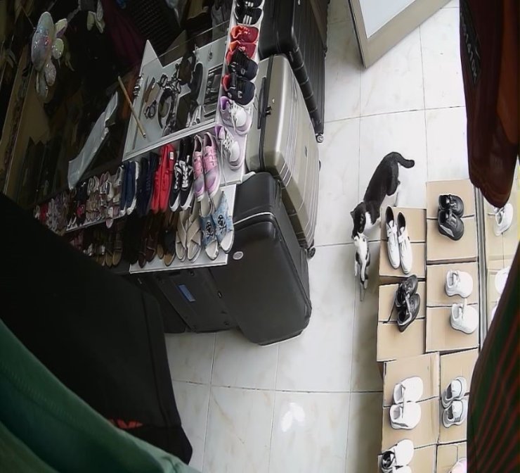 Annelerinin ağzında geldikleri dükkan yuvaları oldu