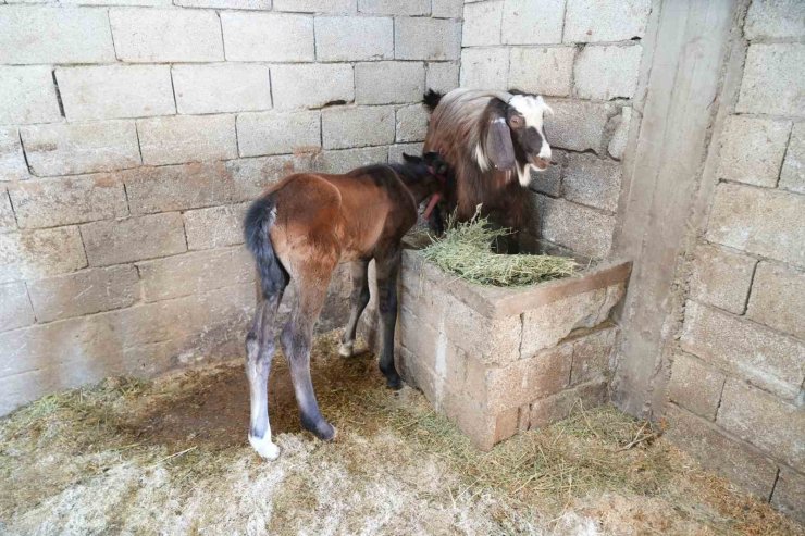 Annesi ölen tay, yavrusunu kaybeden keçiden süt emerek hayatta kaldı