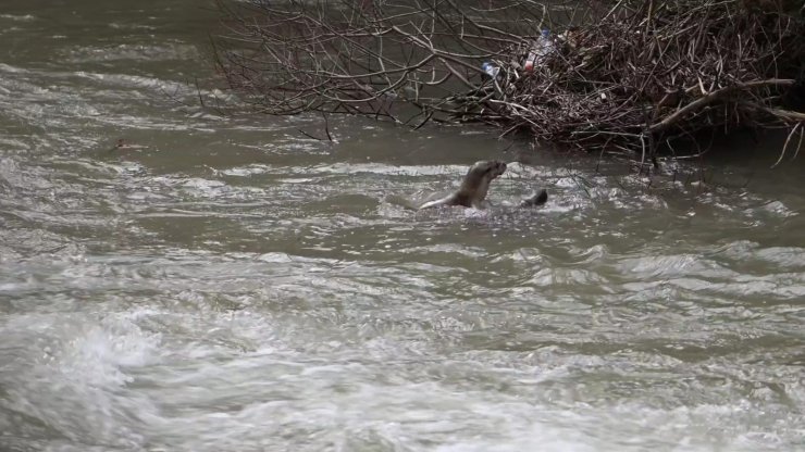 Pülümür Çayı’nda su samurlarının oyunu kamerada