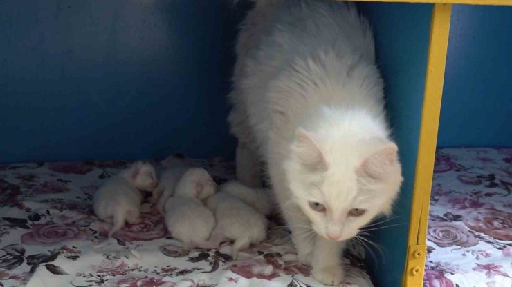 Dünya güzeli Van kedisi ‘Su’ 5 yavru doğurdu