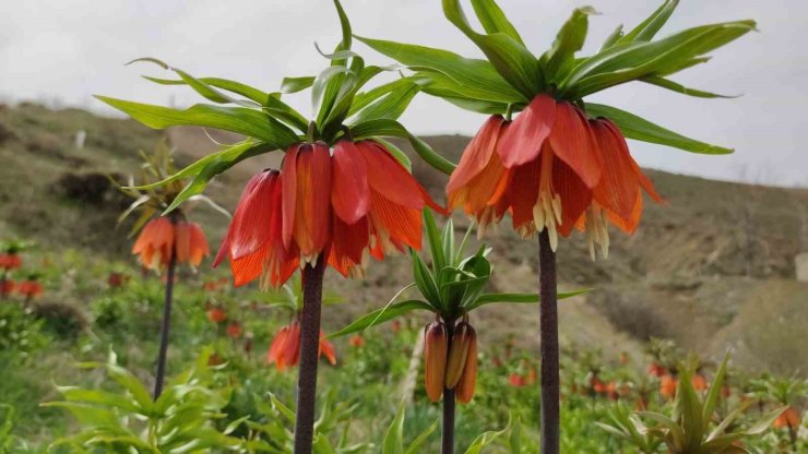 Van’da açan ters laleler ile kardelenler doğayı süsledi