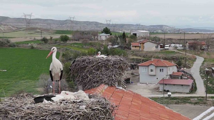 Baharın müjdeleyicisi leylek ve flamingolar Sarıyar Barajı kıyılarına ulaştı