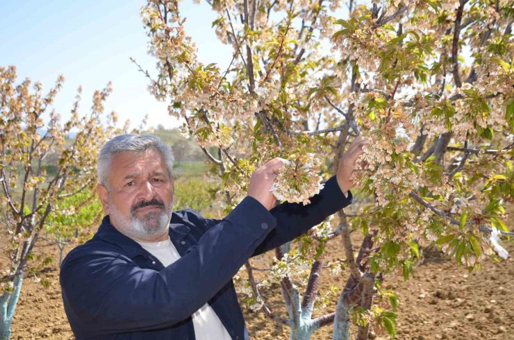 Türkiye’nin en ’Erkenci’ kirazını da don vurdu