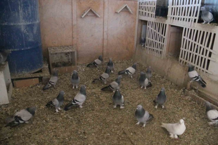 Yalancı bahar güvercin yumurtalarını dondurdu