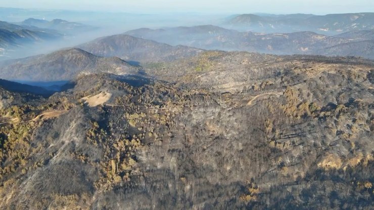 Bolu’da ormanlar küllerinden doğacak: 5 milyondan fazla fidan toprakla buluşacak