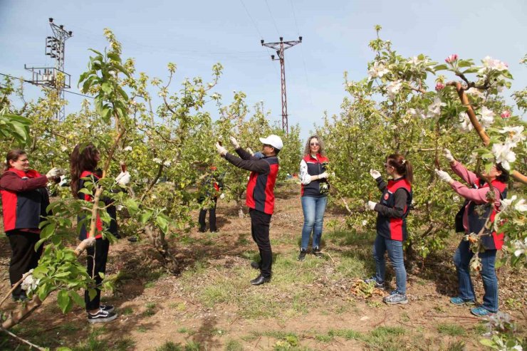 Çanakkale’de Elma İç Kurduna Karşı Biyoteknik Mücadele Yaygınlaşıyor