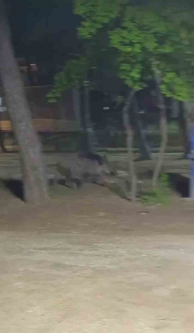 Acıkan yaban domuzu mesire alanına indi