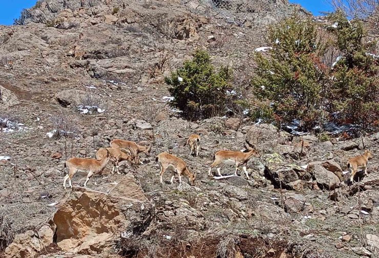 Dağların süsü dağ keçileri sürü halinde Bayburt’ta görüldü