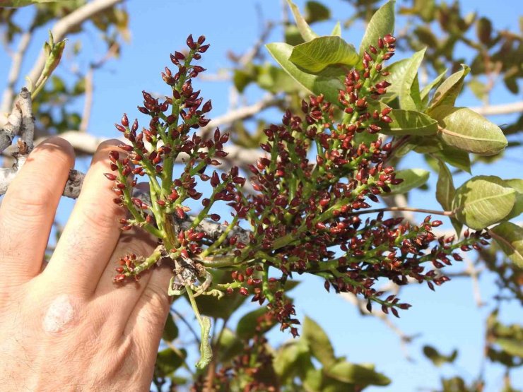 Antep fıstığında zirai don tehlikesinin geçmesi rahat nefes aldırdı