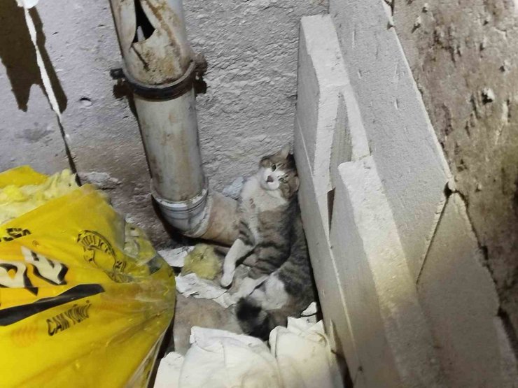 Havalandırma boşluğunda sıkışan kedi kurtarıldı