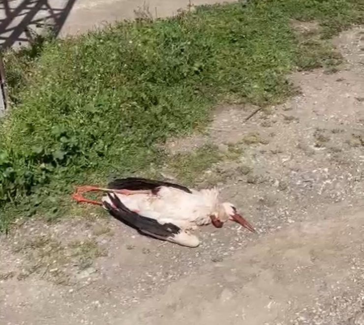 Cami üzerindeki ÇEDAŞ hattı leyleği telef etti