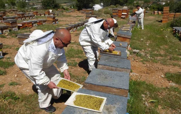 Bahar meyvesini verdi: Şifa deposu polende hasat başladı