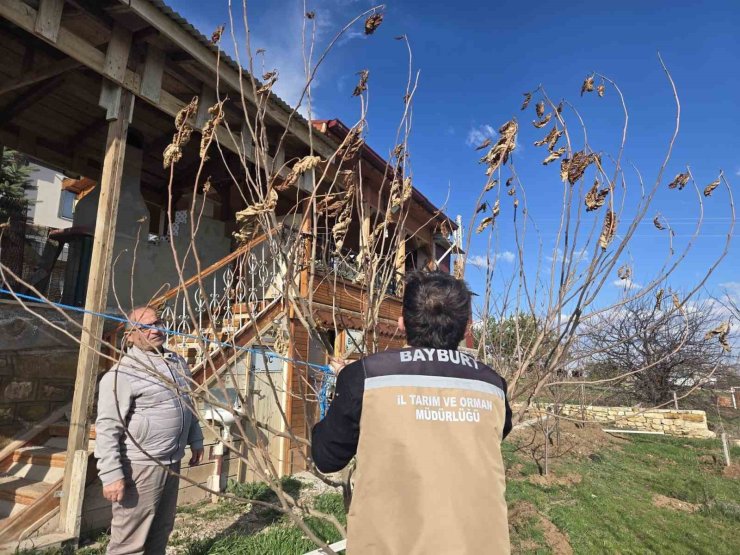Bayburt’ta meyve ağaçlarında hastalık kontrolleri yapıldı