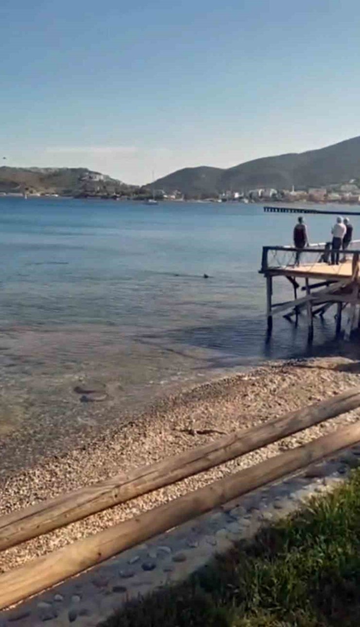 Datça’da kıyıya yakın bölgede iki köpek balığı görüldü