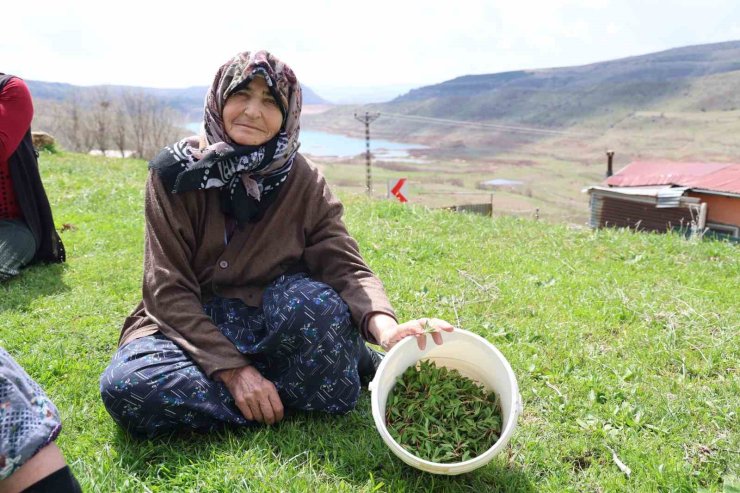 Türkülere konu olan madımak hasadı başladı