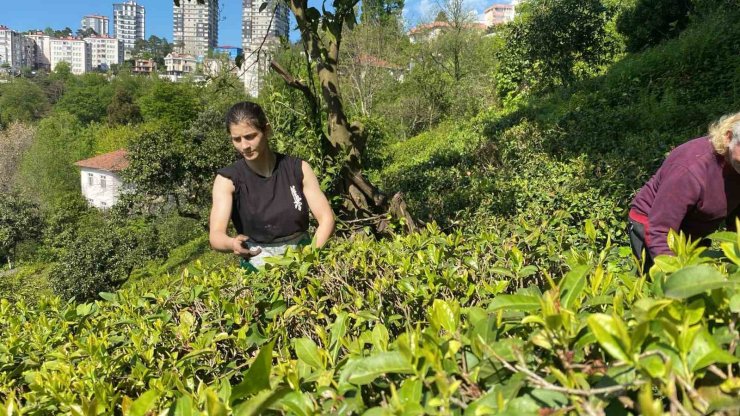 Çay bahçesinden, Dünya Şampiyonası’na