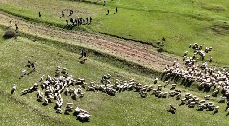Kuzuların anneleriyle buluşması renkli görüntülere sahne oldu
