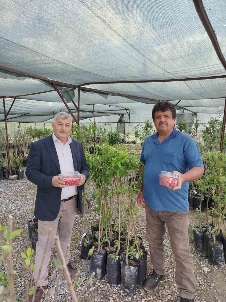 Gazipaşa’da sezonun ilk kiraz hasadı yapıldı