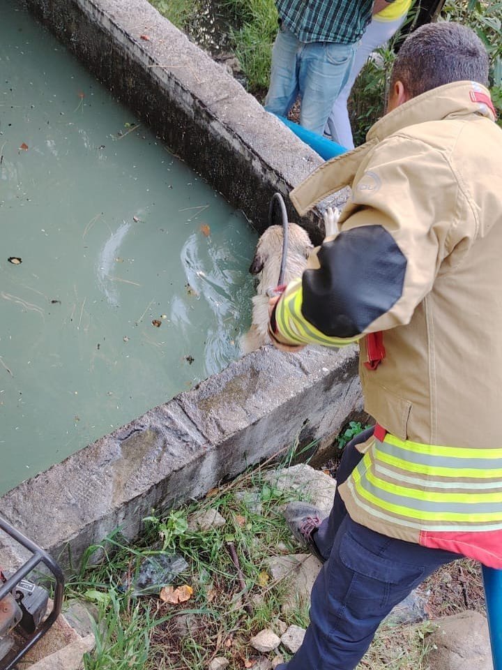 Sulama kanalına düşen köpeği itfaiye kurtardı