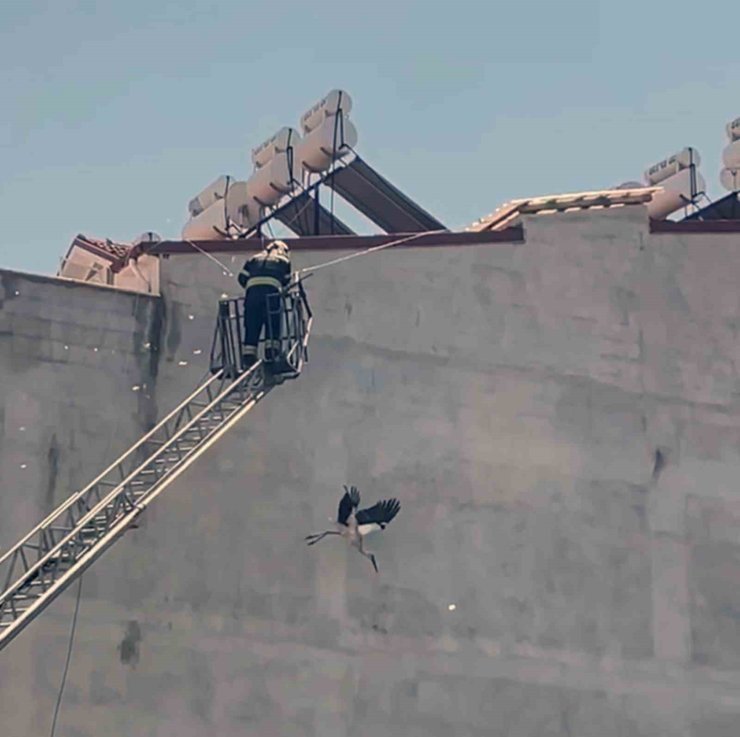 Kabloya dolanan Leyleği itfaiye ekipleri kurtardı