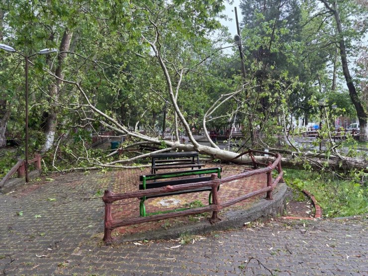 Şiddetli yağmur ve fırtına tarihi çınar ağacını gövdesinden kırdı