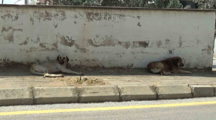 Mahalle sakinleri başıboş köpeklerden tedirgin