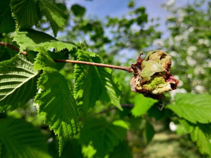 Sağlam: "Fındıkta kozalak akarı ile mücadele çok önemli"