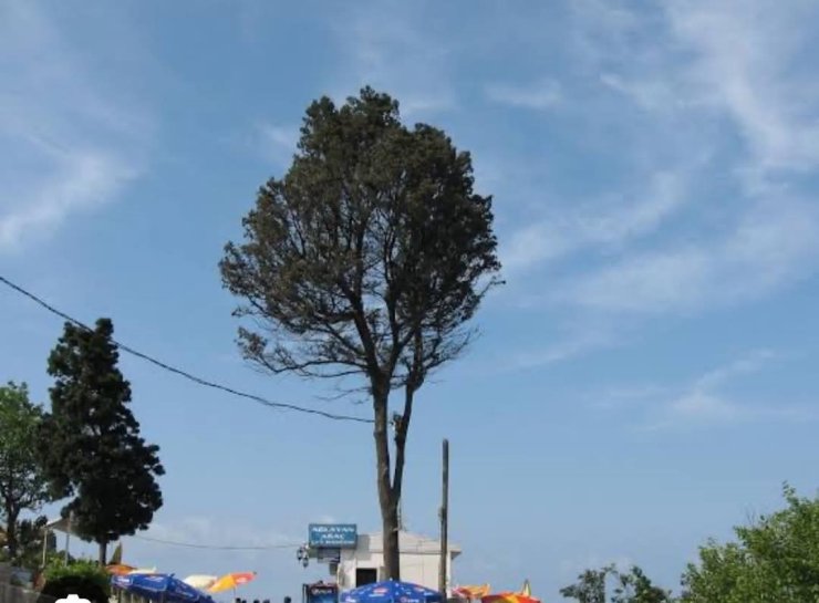 Çeşmi cihan Amasra’nın ağlayan ağacı kesildi