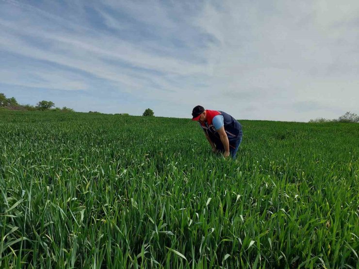 Keşan’da süne sürvey çalışmaları devam ediyor