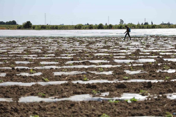 Karpuz üretiminin lideri Adana’da çiftçiler 10 lira fiyat bekliyor