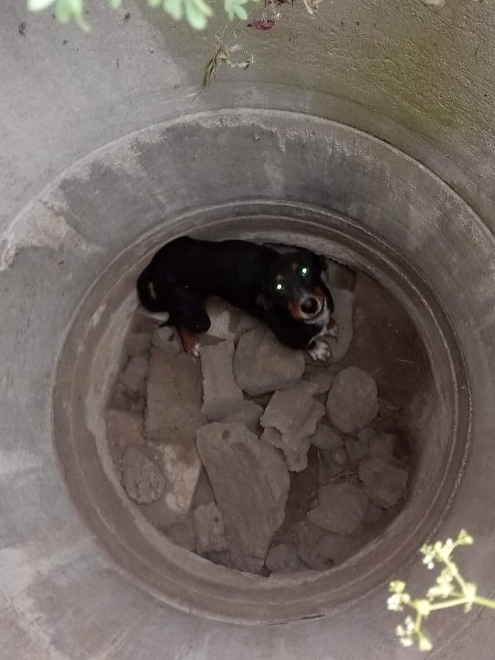 Erzin’de kuyuya düşen köpeği itfaiye kurtardı