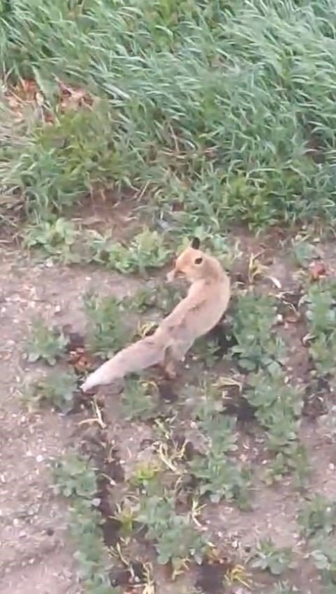 Aç kalan tilki evin bahçesine kadar girdi