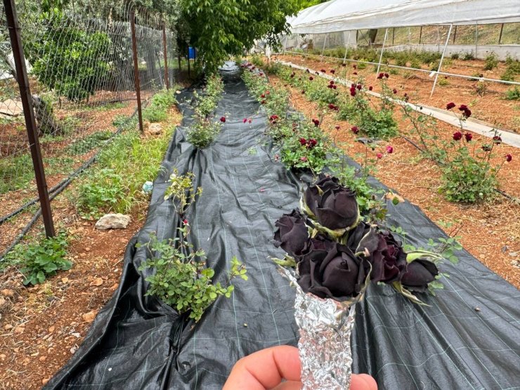 Halfeti’de karagül hasadı başladı