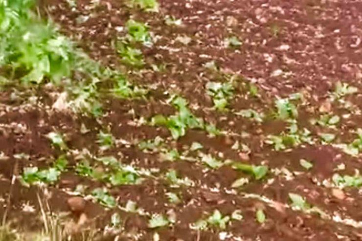 Araban’da dolu yağışı etkili oldu