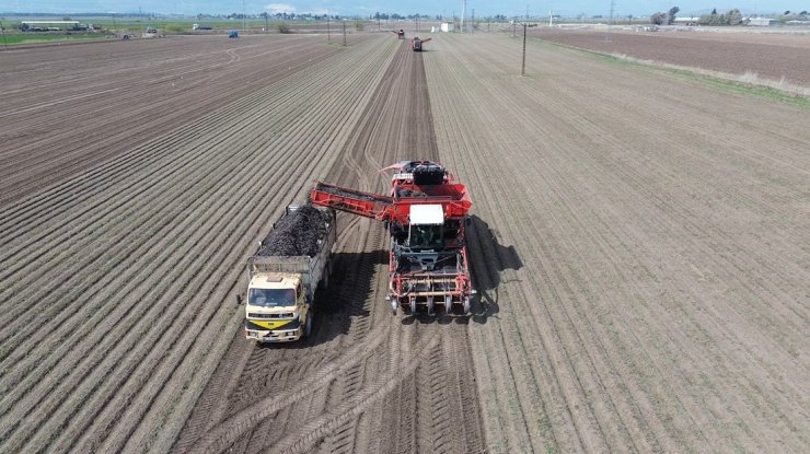 Amik Ovası’nda bereketli siyah havuç hasadı